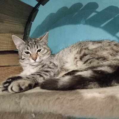Katze Minou wartet schon lange auf Dich, EKH - Katze