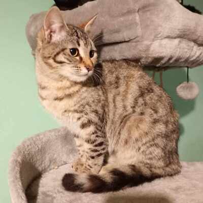 Katze Minou wartet schon lange auf Dich, EKH - Katze