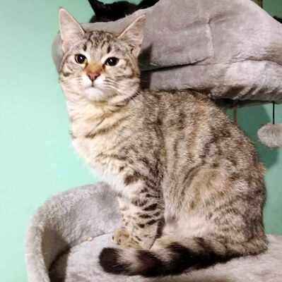 Katze Minou wartet schon lange auf Dich, EKH - Katze