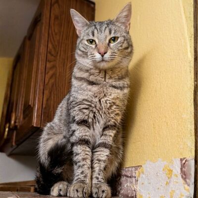 Katze Minou wartet schon lange auf Dich, EKH - Katze