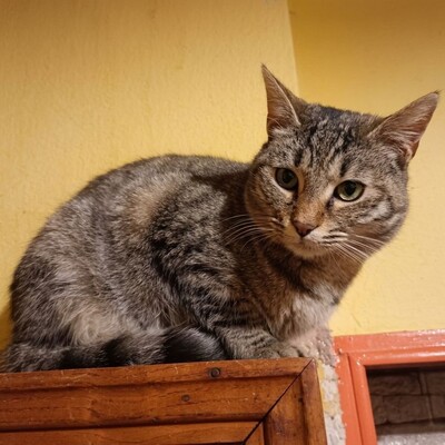 Katze Minou wartet schon lange auf Dich, EKH - Katze