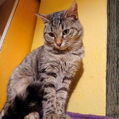 Katze Minou wartet schon lange auf Dich, EKH - Katze