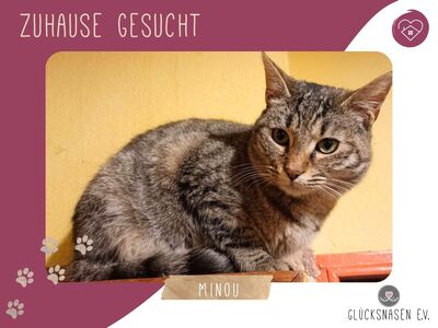 Katze Minou wünscht sich ein eigenes Körbchen, EKH - Katze