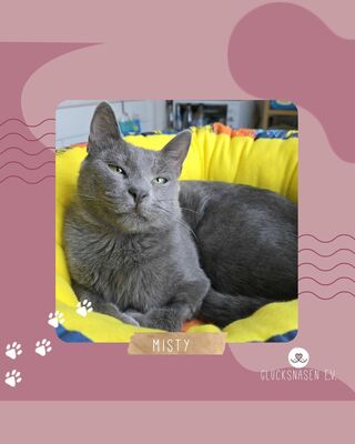 Katze Misty kuschelt gern