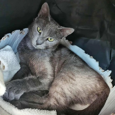 Katze Misty kuschelt gern, EKH - Katze