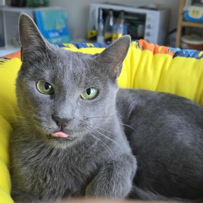 Katze Misty kuschelt gern, EKH - Katze