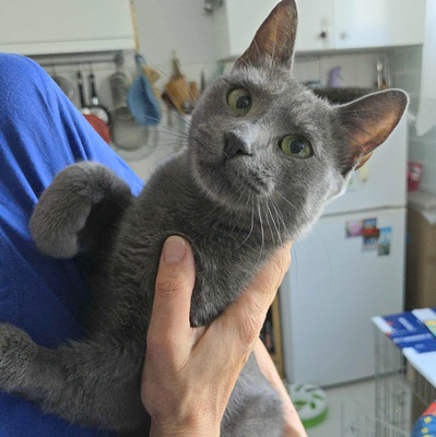 Katze Misty kuschelt gern, EKH - Katze