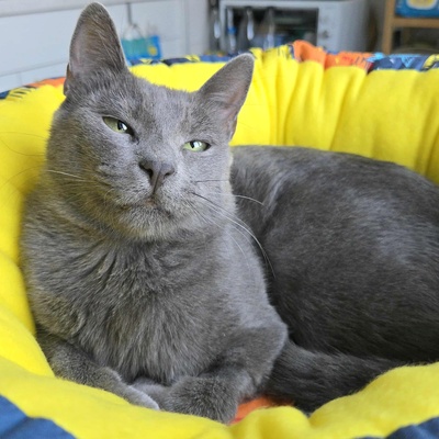 Katze Misty kuschelt gern, EKH - Katze