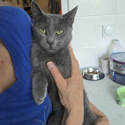 Katze Misty kuschelt gern, EKH - Katze