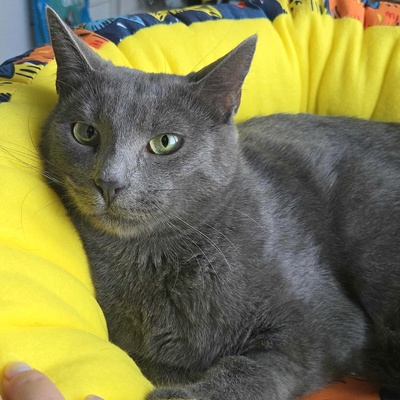 Katze Misty kuschelt gern, EKH - Katze