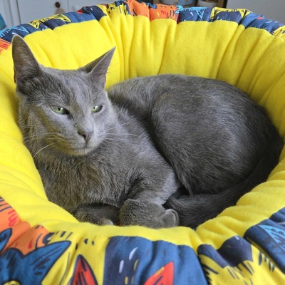 Katze Misty möchte bei Dir einziehen, EKH - Katze