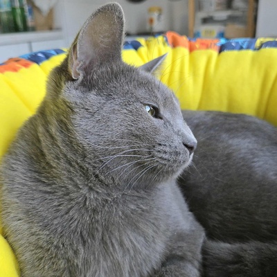 Katze Misty möchte bei Dir einziehen, EKH - Katze