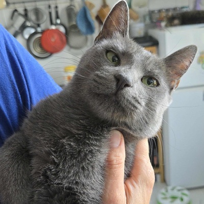 Katze Misty möchte bei Dir einziehen, EKH - Katze