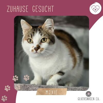 Katze Moxie sucht ihr sicheres Körbchen