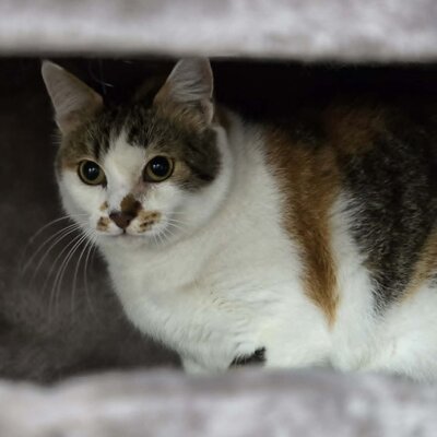 Katze Moxie sucht ihr sicheres Körbchen, EKH - Katze