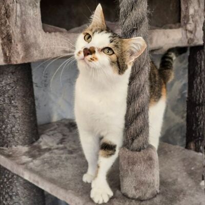 Katze Moxie sucht ihr sicheres Körbchen, EKH - Katze