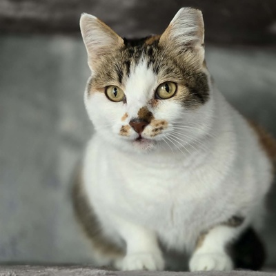 Katze Moxie sucht ihr sicheres Körbchen, EKH - Katze