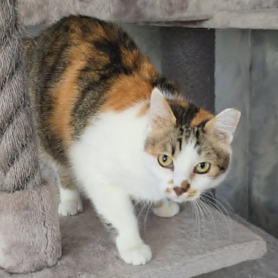 Katze Moxie sucht ihr sicheres Körbchen, EKH - Katze