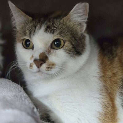 Katze Moxie sucht ihr sicheres Körbchen, EKH - Katze