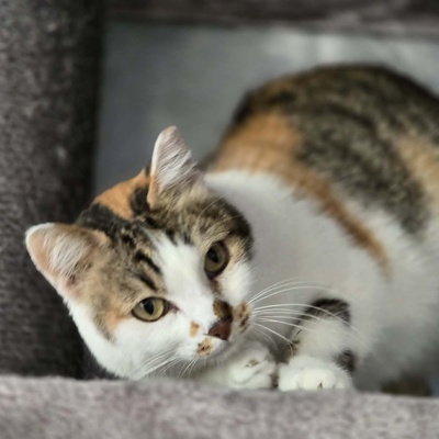 Katze Moxie sucht ihr sicheres Körbchen, EKH - Katze