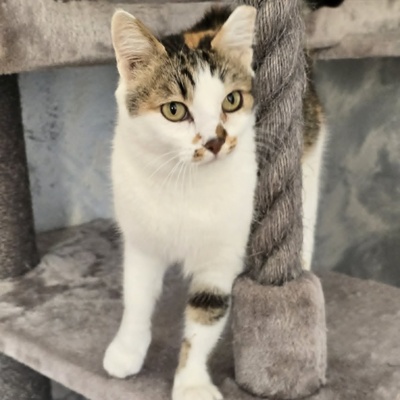 Katze Moxie sucht ihr sicheres Körbchen, EKH - Katze