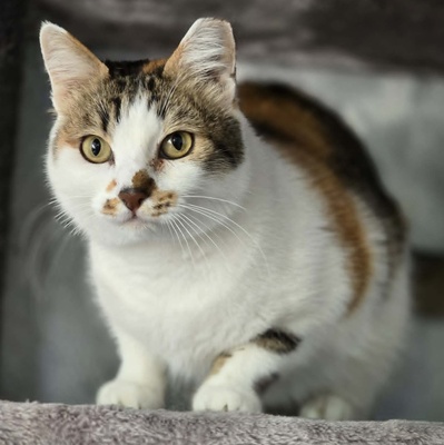 Katze Moxie sucht ihr sicheres Körbchen, EKH - Katze