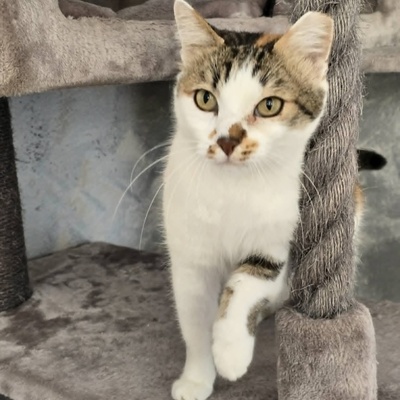 Katze Moxie sucht ihr sicheres Körbchen, EKH - Katze