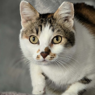 Katze Moxie sucht ihr sicheres Körbchen, EKH - Katze