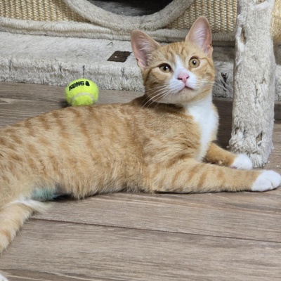 Katze Naomi sucht ihr Körbchen, EKH Jungtier - Katze