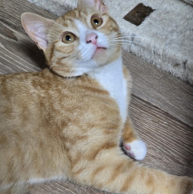 Katze Naomi sucht ihr Körbchen, EKH Jungtier - Katze