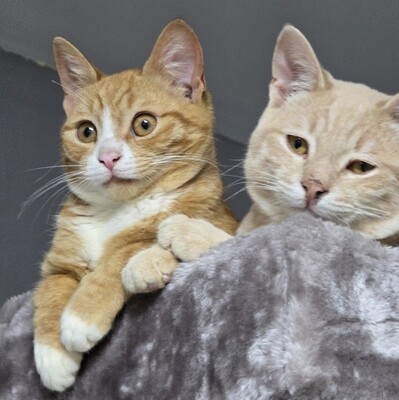 Katze Naomi sucht ihr Körbchen, EKH Jungtier - Katze