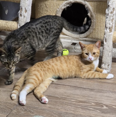Katze Naomi sucht ihr Körbchen, EKH Jungtier - Katze