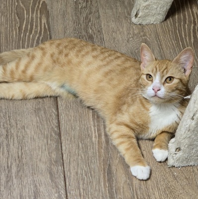 Katze Naomi sucht ihr Körbchen, EKH Jungtier - Katze