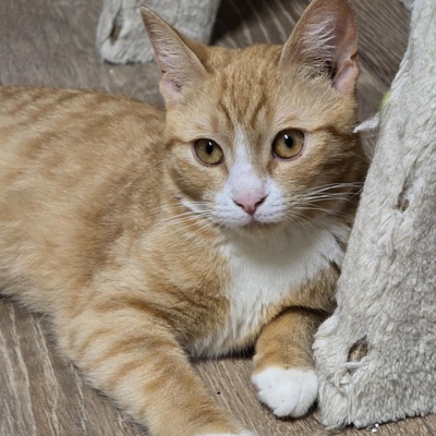 Katze Naomi sucht ihr Körbchen, EKH Jungtier - Katze