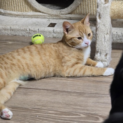 Katze Naomi sucht ihr Körbchen, EKH Jungtier - Katze