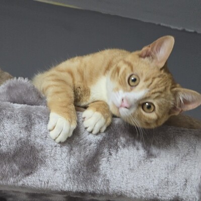 Katze Naomi sucht ihr Körbchen, EKH Jungtier - Katze
