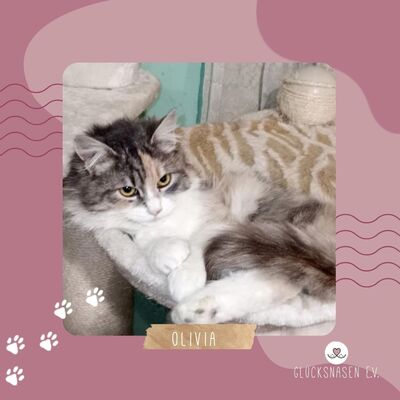 Katze Olivia wünscht sich eine Familie
