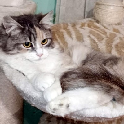 Katze Olivia wünscht sich eine Familie, EKH - Katze