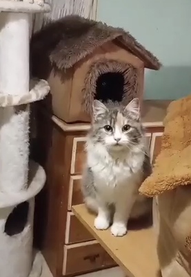 Katze Olivia wünscht sich eine Familie, EKH - Katze