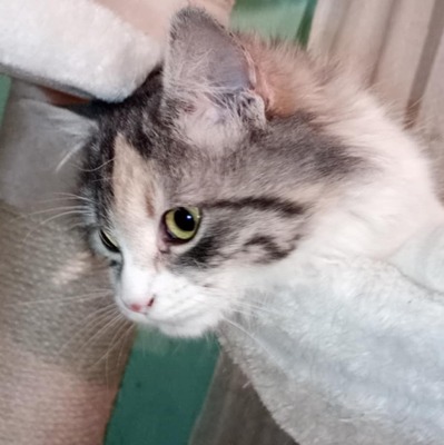 Katze Olivia wünscht sich eine Familie, EKH - Katze