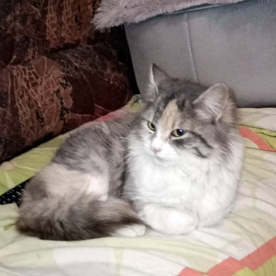 Katze Olivia wünscht sich eine Familie, EKH - Katze