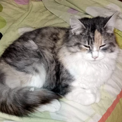 Katze Olivia wünscht sich eine Familie, EKH - Katze