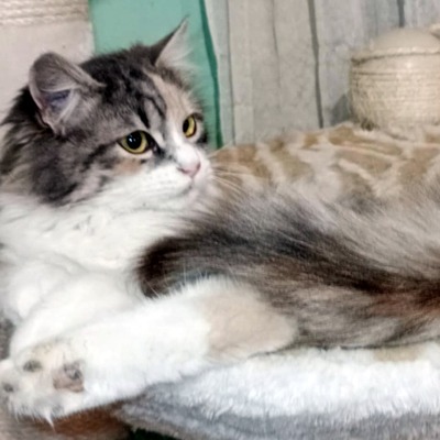 Katze Olivia wünscht sich eine Familie, EKH - Katze