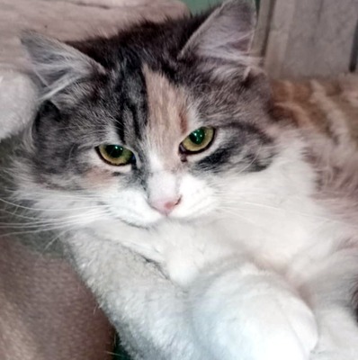 Katze Olivia wünscht sich eine Familie, EKH - Katze