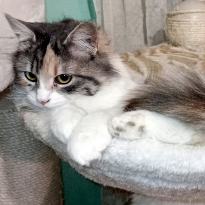 Katze Olivia wünscht sich eine Familie, EKH - Katze