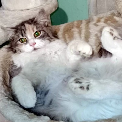 Katze Olivia wünscht sich eine Familie, EKH - Katze