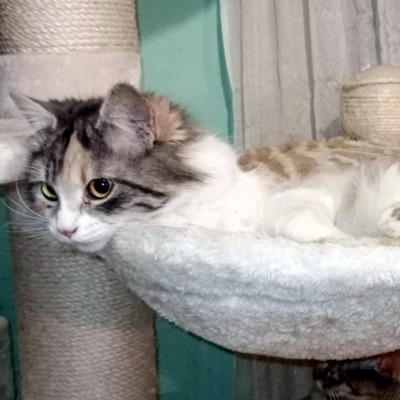 Katze Olivia wünscht sich eine Familie, EKH - Katze