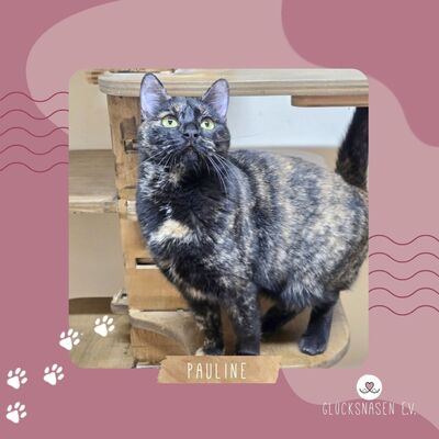 Katze Pauline sucht ihr eigenes Körbchen