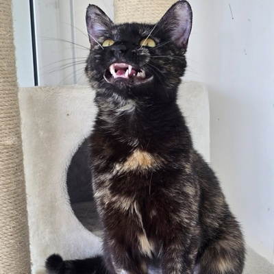 Katze Pauline sucht ihr eigenes Körbchen, EKH - Katze