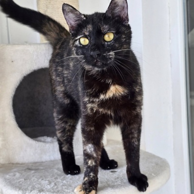 Katze Pauline sucht ihr eigenes Körbchen, EKH - Katze